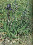 The Iris (nn04) Vincent Van Gogh